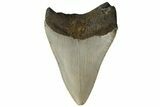 Serrated, Fossil Megalodon Tooth - North Carolina #183342-1